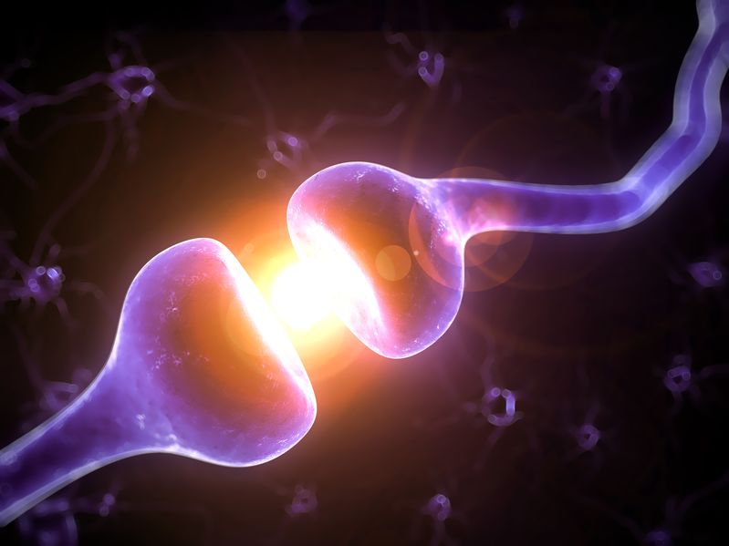 Evolution of the nervous system