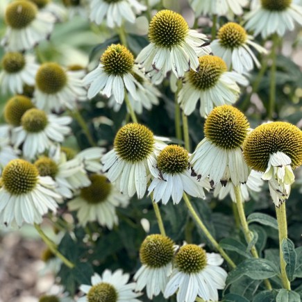 Getting Underneath the Armor