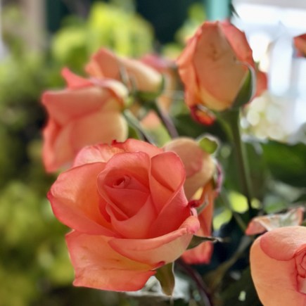 The Child’s Perspective