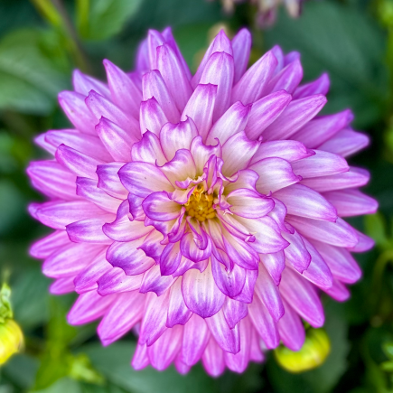 Love is Our True Nature