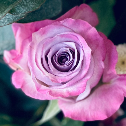 Aspects of the Human Being