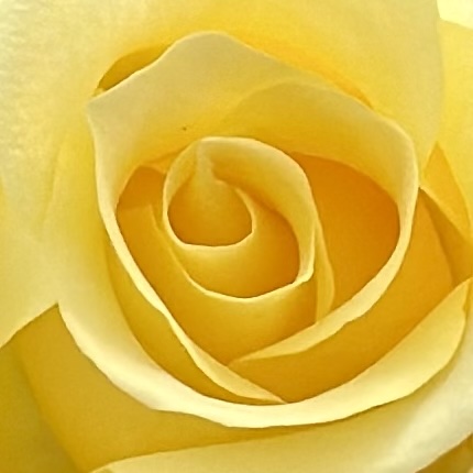 Presence over Performance