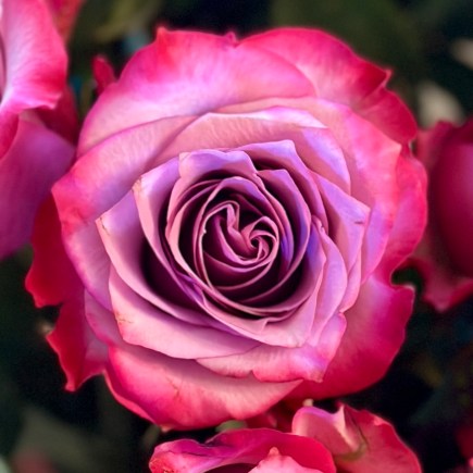 Awakening the Nervous System to the Heart