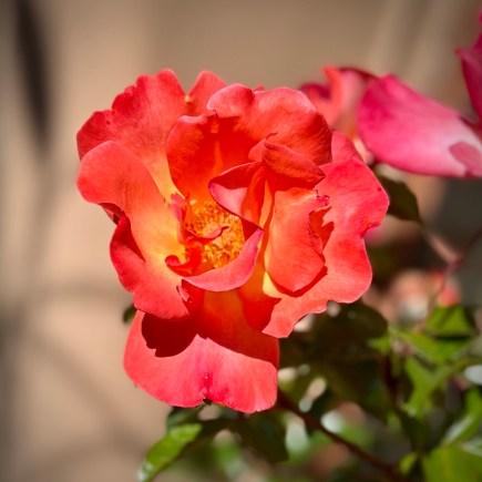 Intimacy of the Heart