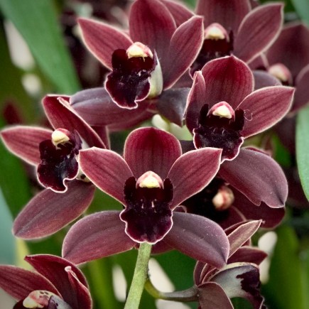 Sustaining Heart Presence