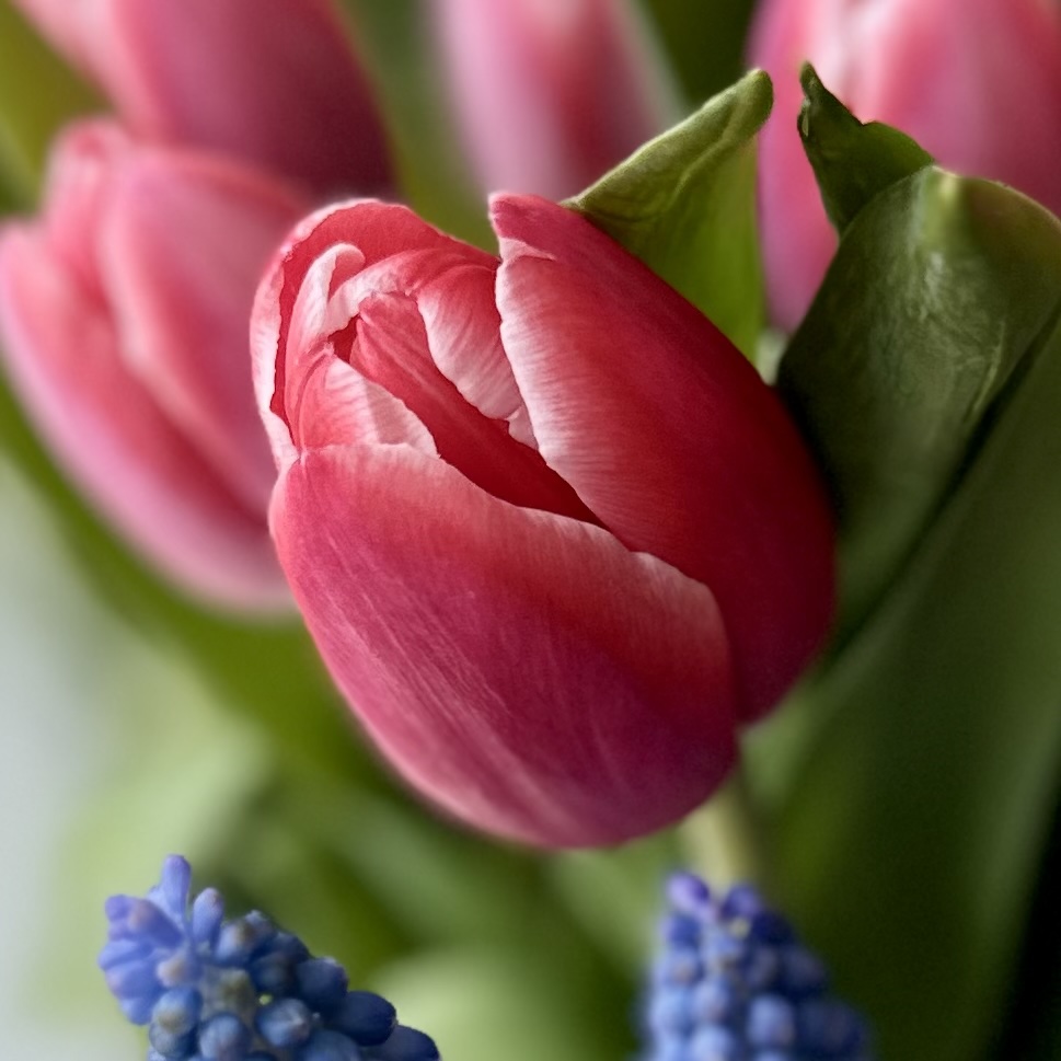 The Living field of the heart