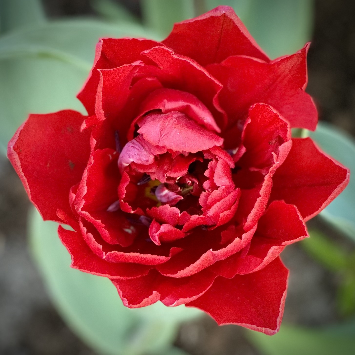 the Living Essence of the body’s Organs