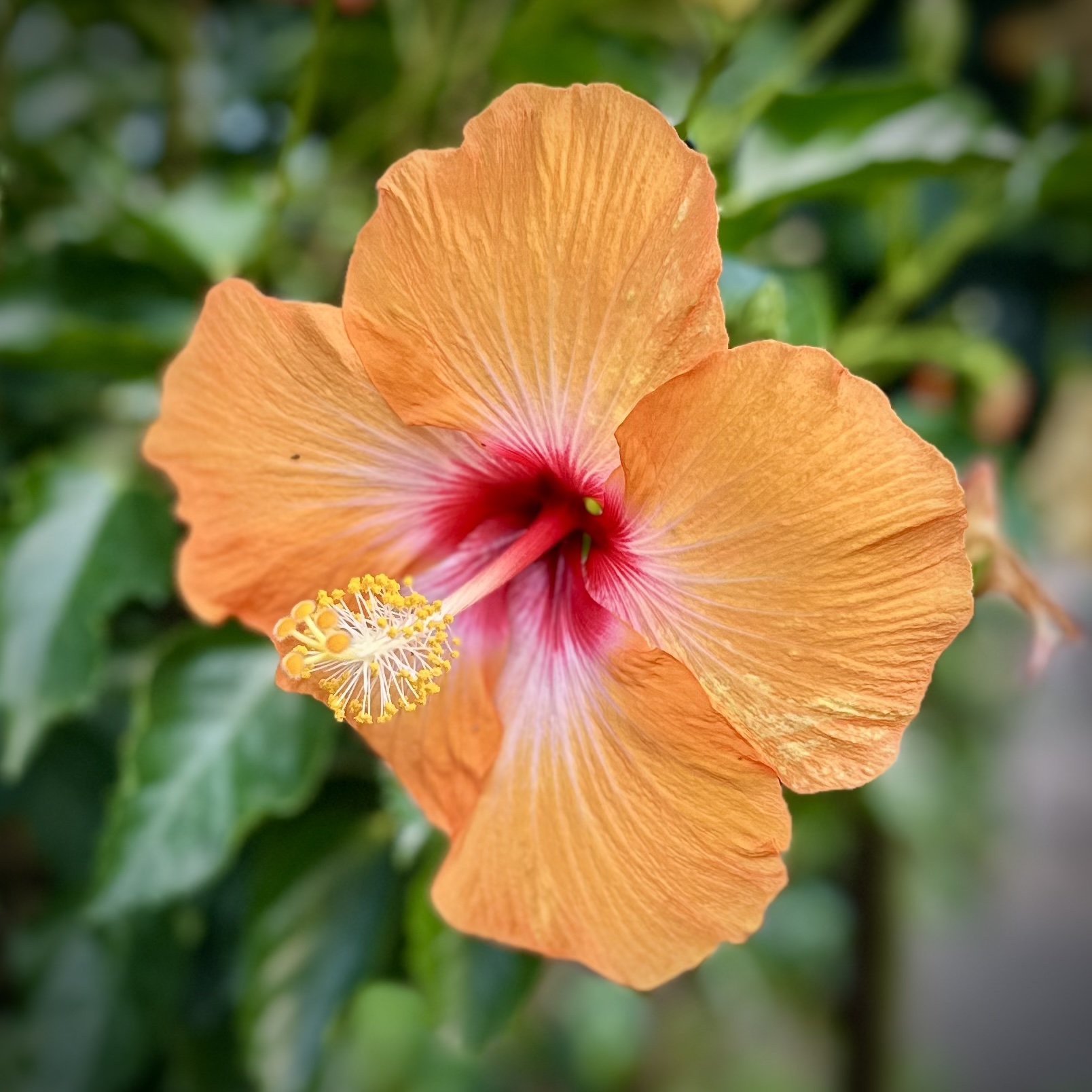 How Identity Organizes the Body